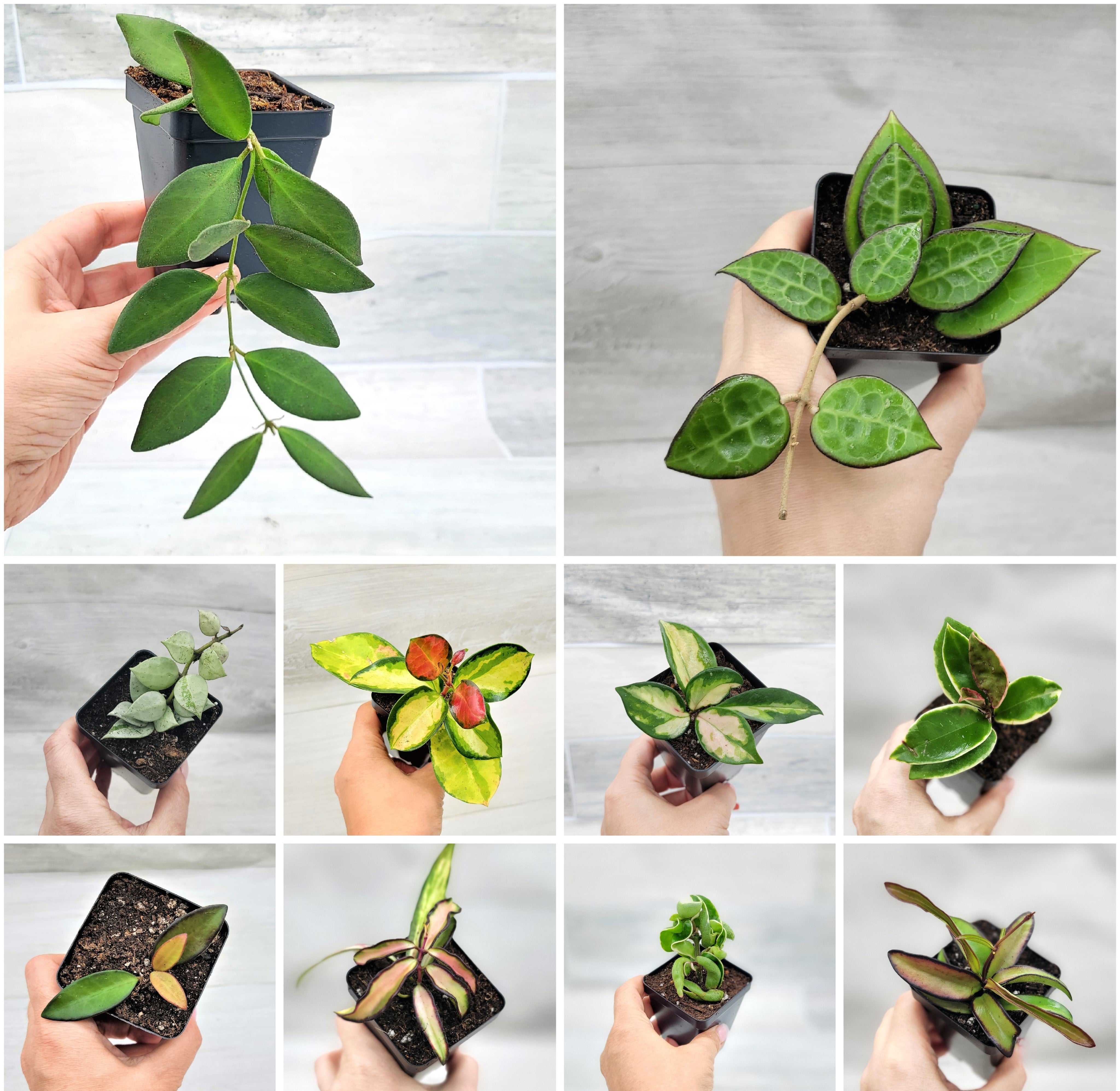 HOYA COLLECTION – wishlistplant