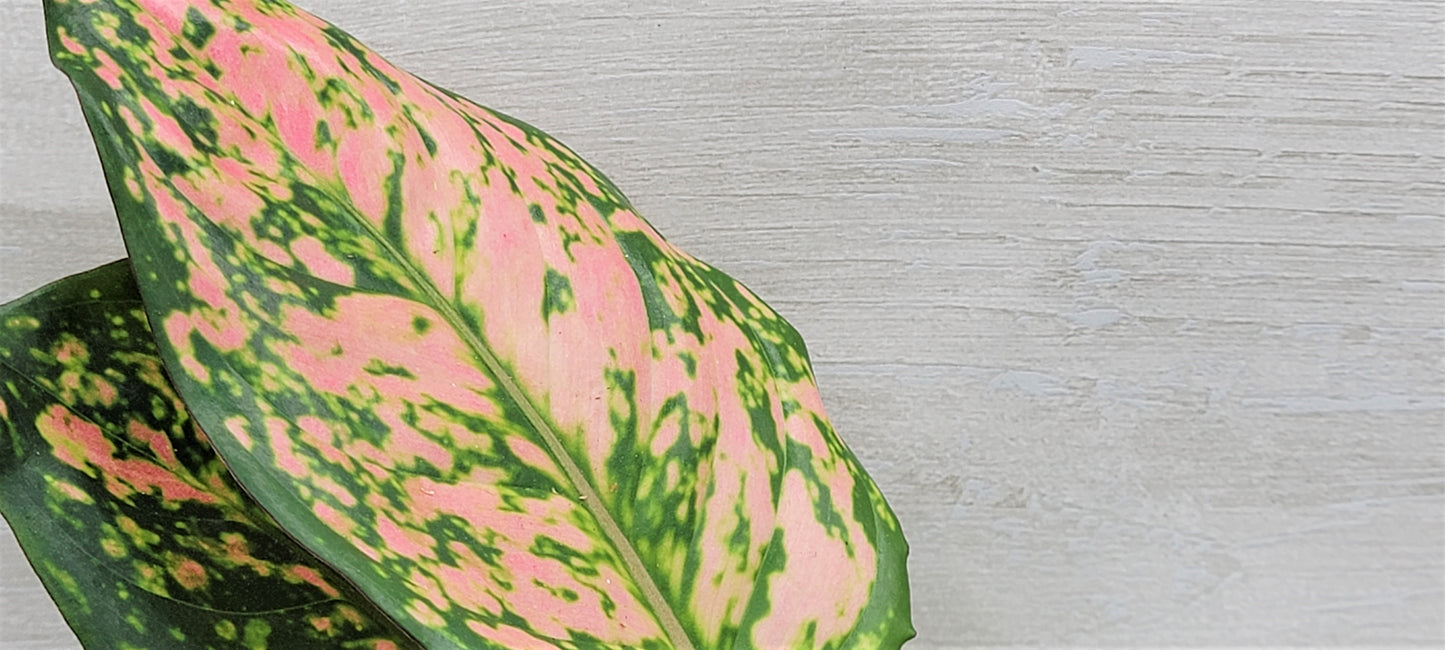 Aglaonema Wishes, Aglaonema Pink Lady Valentine , Chinese Evergreen, Aglaonema Lucky Red Live Rare Exotic Tropical Indoor House Plants Easy to Grow Housewarming Gift Decoration Gift for Home or Office By wishlistplant