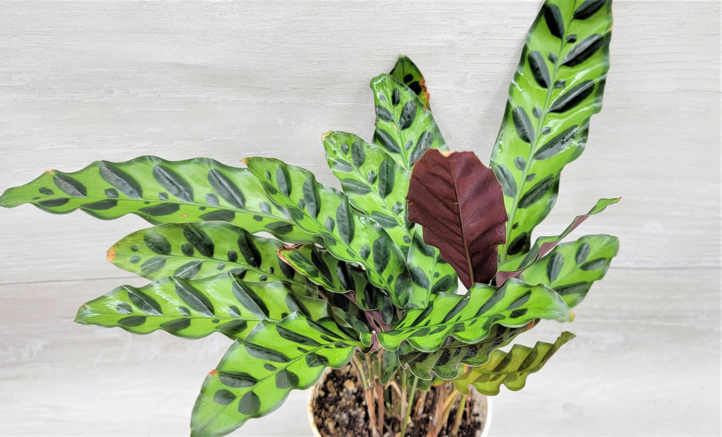 Calathea lancifolia ,Rattlesnake Plant, Prayer Plant,Calathea Live Rare Exotic Tropical Indoor House Plants Easy to Grow Housewarming Gift Decoration Gift for Home or Office By wishlistplant