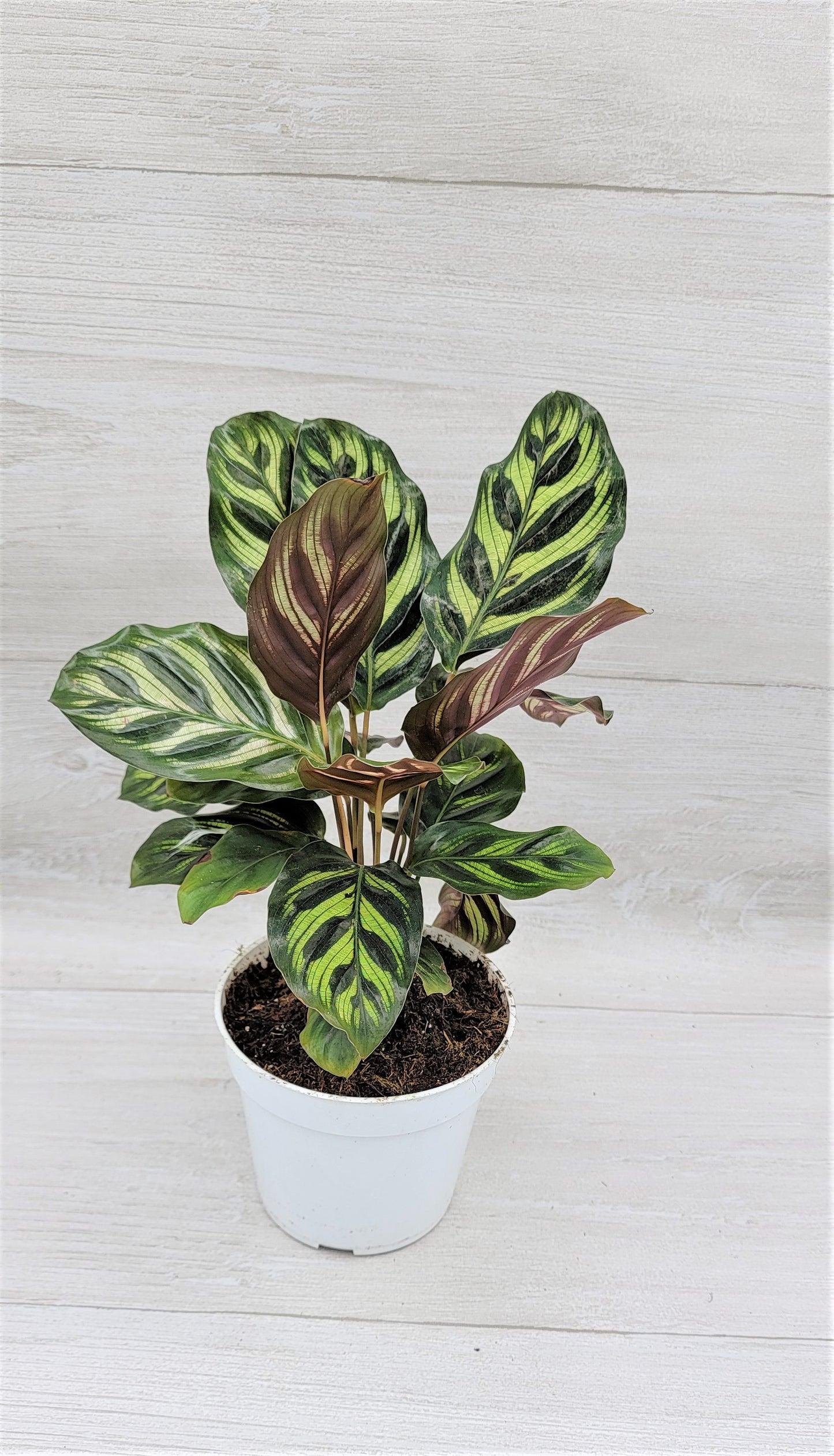 Calathea makoyana Live Rare Exotic Tropical Indoor House Plants Easy to Grow Housewarming Gift Decoration Gift for Home or Office By wishlistplant