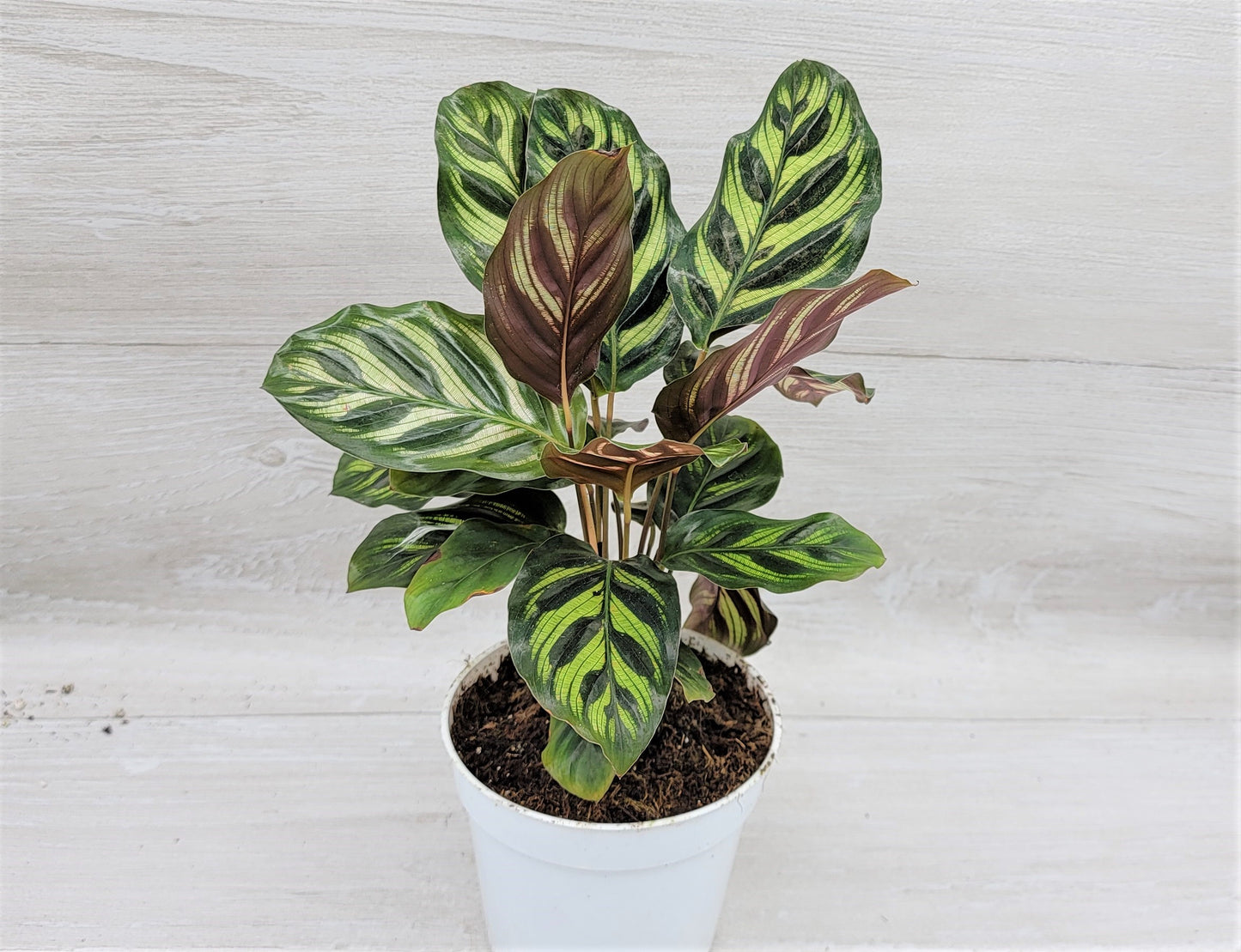 Calathea makoyana Live Rare Exotic Tropical Indoor House Plants Easy to Grow Housewarming Gift Decoration Gift for Home or Office By wishlistplant