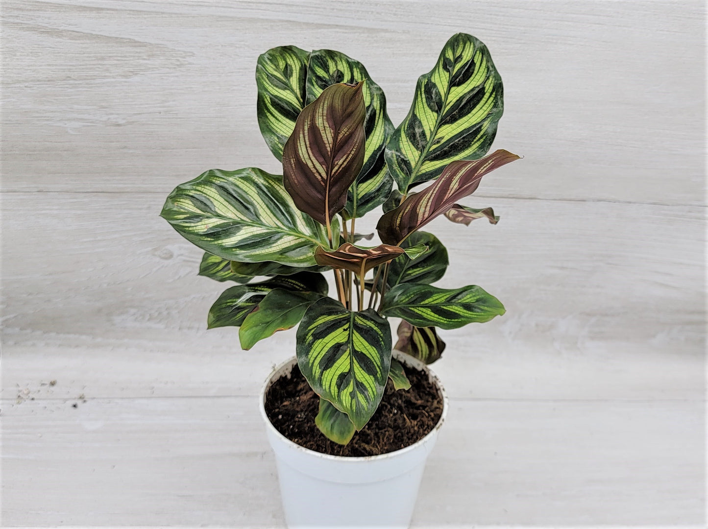 Calathea makoyana Live Rare Exotic Tropical Indoor House Plants Easy to Grow Housewarming Gift Decoration Gift for Home or Office By wishlistplant