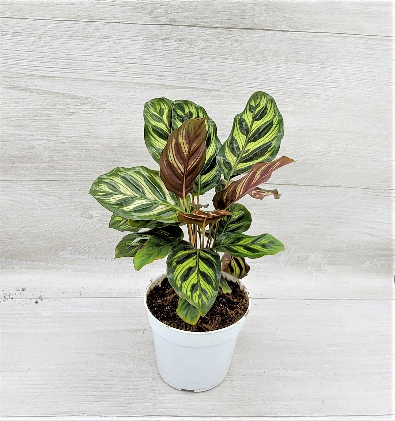 Calathea makoyana Live Rare Exotic Tropical Indoor House Plants Easy to Grow Housewarming Gift Decoration Gift for Home or Office By wishlistplant