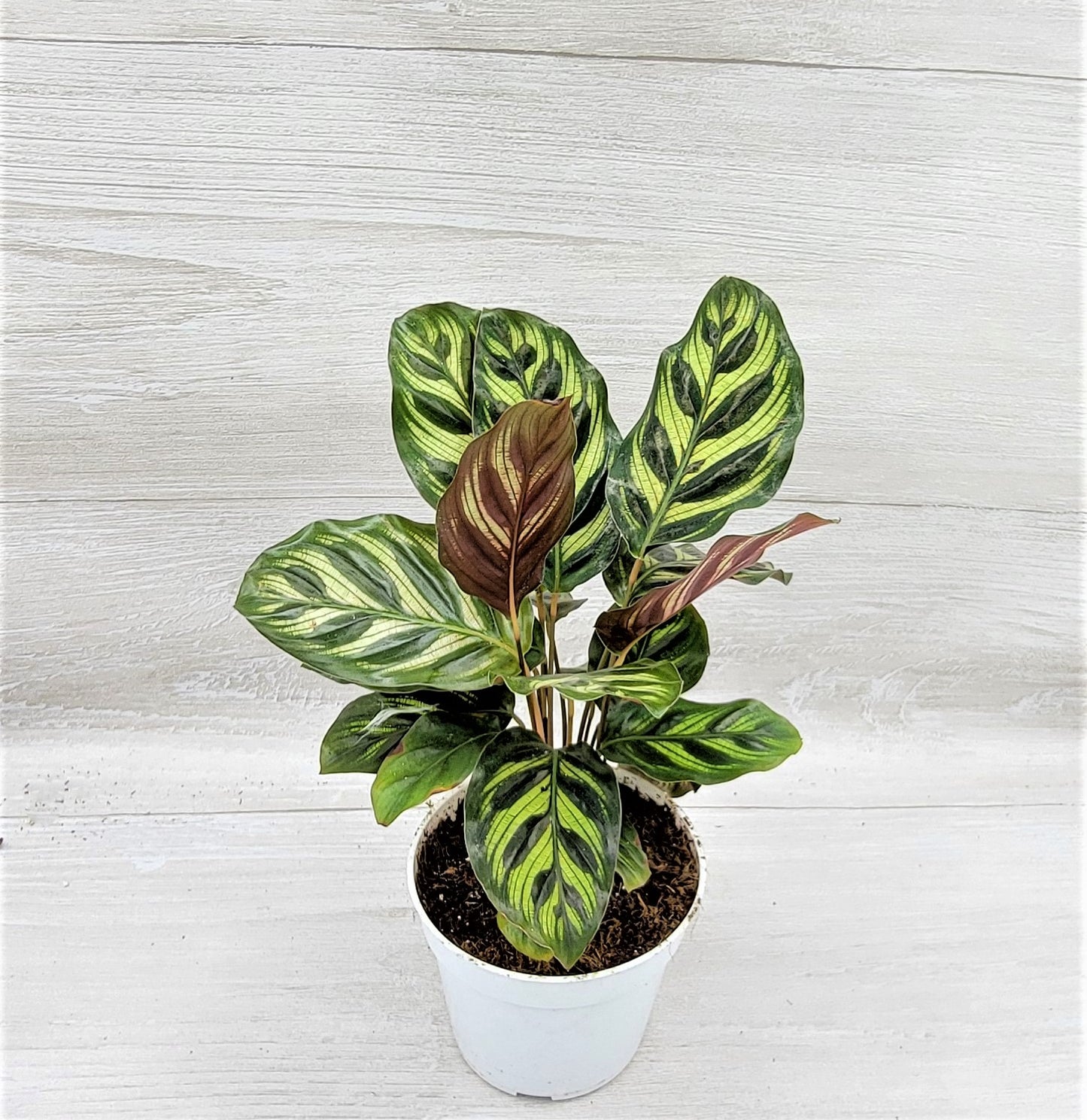 Calathea makoyana Live Rare Exotic Tropical Indoor House Plants Easy to Grow Housewarming Gift Decoration Gift for Home or Office By wishlistplant