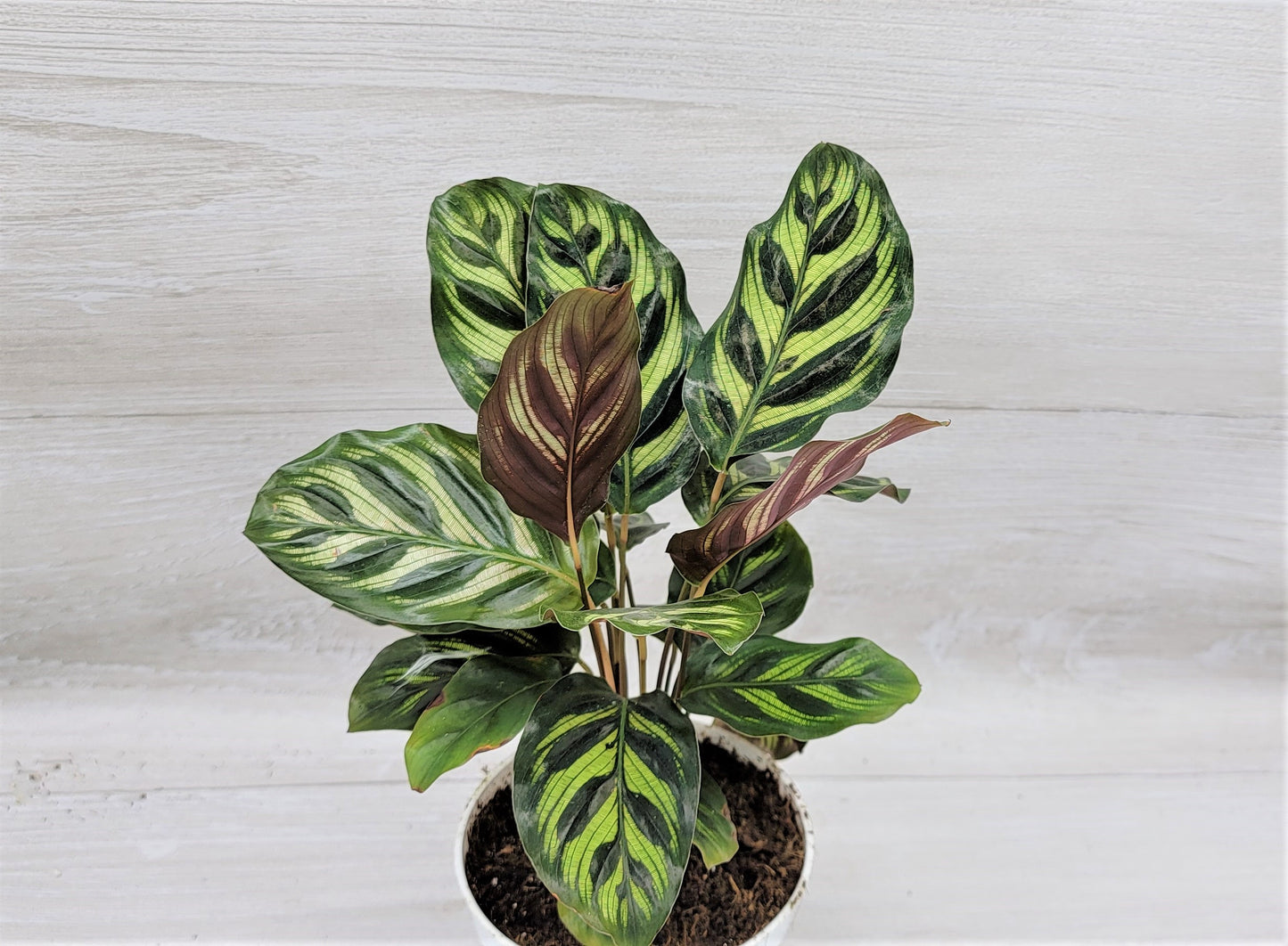 Calathea makoyana Live Rare Exotic Tropical Indoor House Plants Easy to Grow Housewarming Gift Decoration Gift for Home or Office By wishlistplant