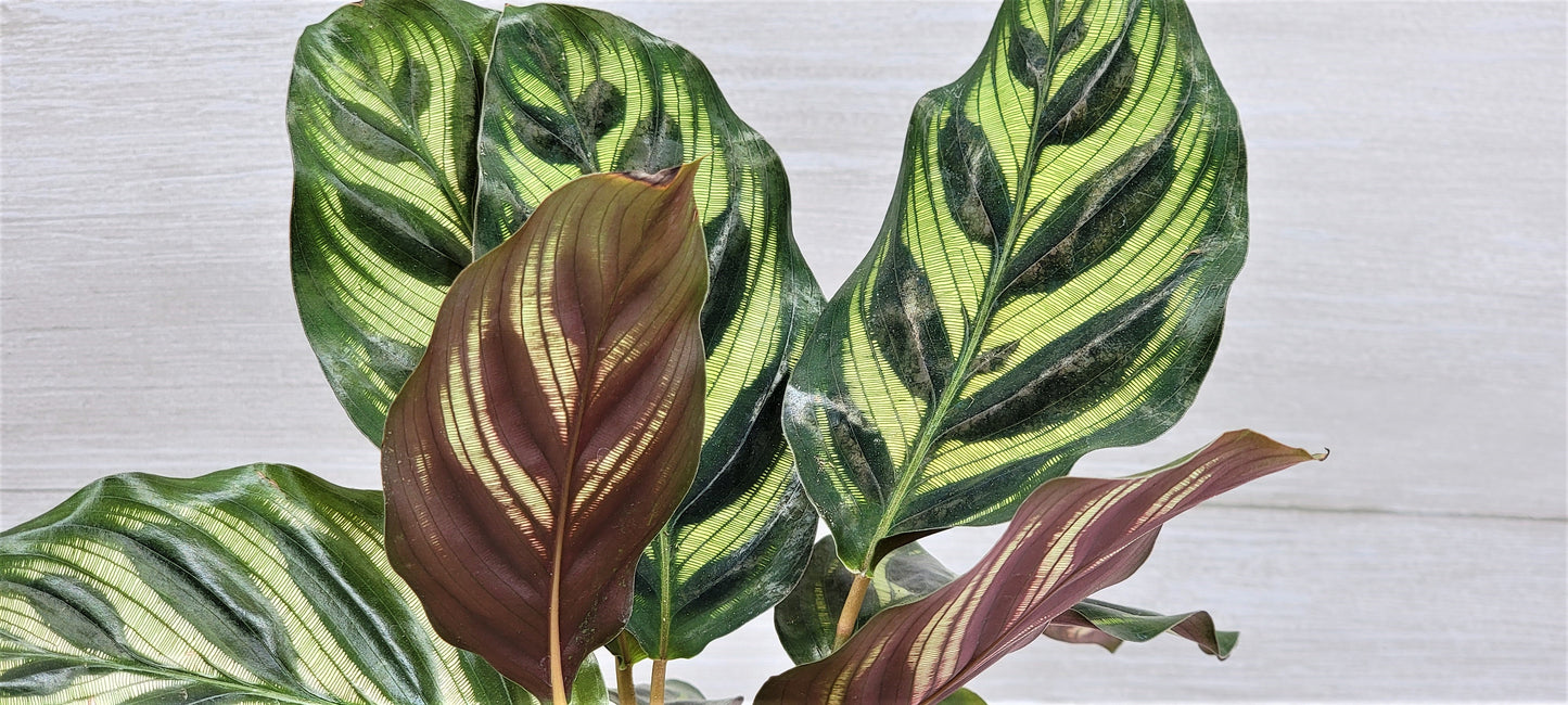 Calathea makoyana Live Rare Exotic Tropical Indoor House Plants Easy to Grow Housewarming Gift Decoration Gift for Home or Office By wishlistplant
