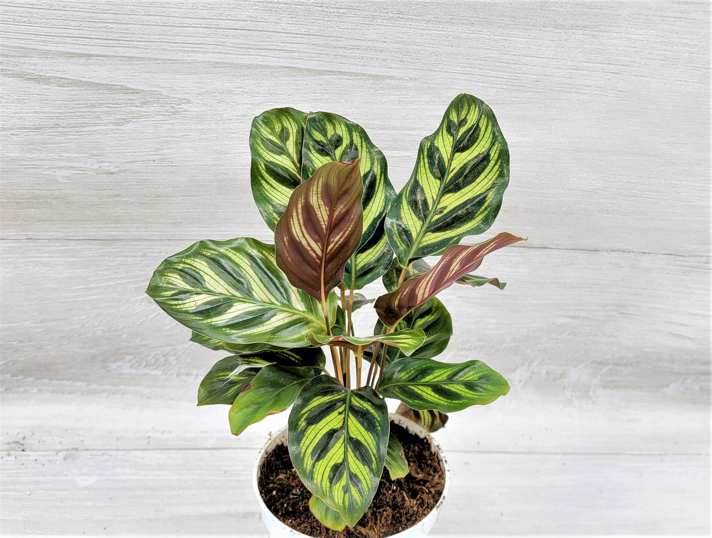 Calathea makoyana Live Rare Exotic Tropical Indoor House Plants Easy to Grow Housewarming Gift Decoration Gift for Home or Office By wishlistplant