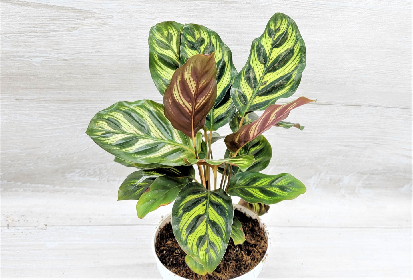 Calathea makoyana Live Rare Exotic Tropical Indoor House Plants Easy to Grow Housewarming Gift Decoration Gift for Home or Office By wishlistplant