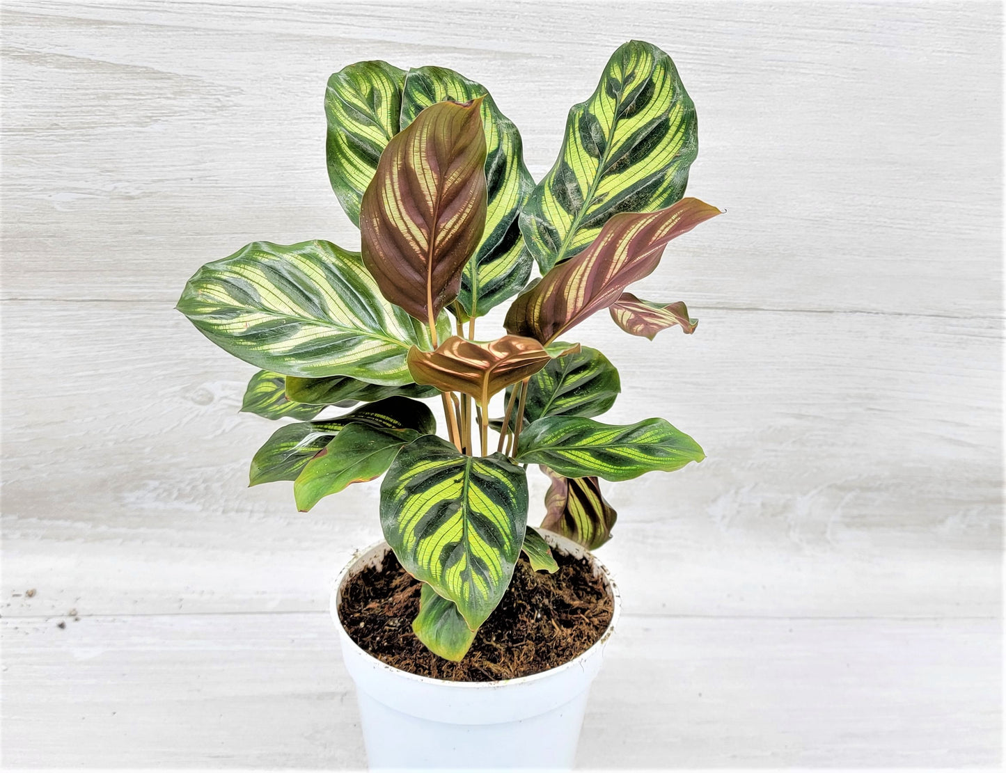 Calathea makoyana Live Rare Exotic Tropical Indoor House Plants Easy to Grow Housewarming Gift Decoration Gift for Home or Office By wishlistplant