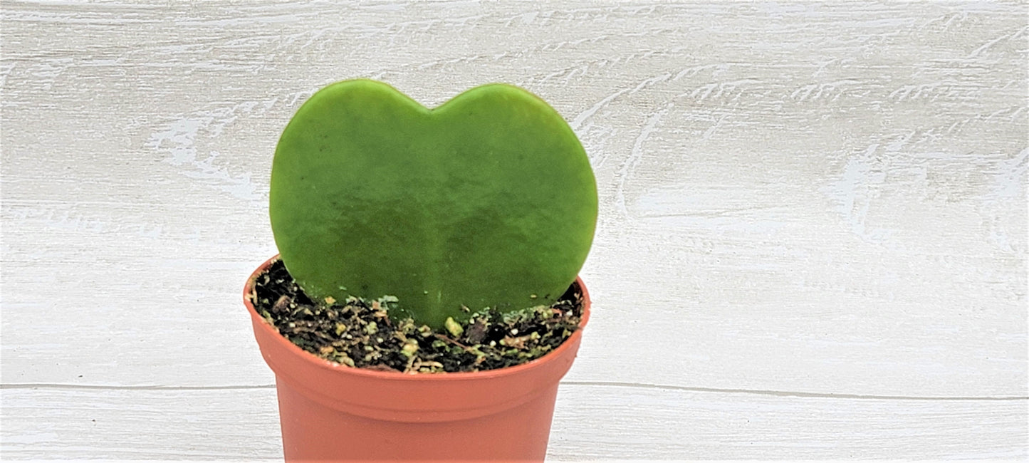 Hoya Kerrii (sweetheart) Live Rare Houseplants All Plants are Fully Rooted Plants in 4 inch pot