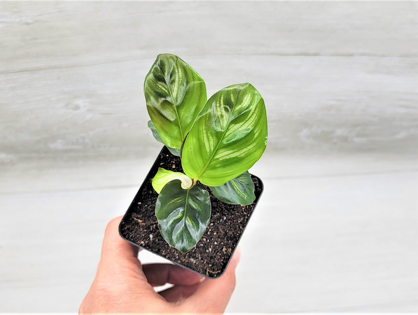 Calathea makoyana Live Rare Exotic Tropical Indoor House Plants Easy to Grow Housewarming Gift Decoration Gift for Home or Office By wishlistplant