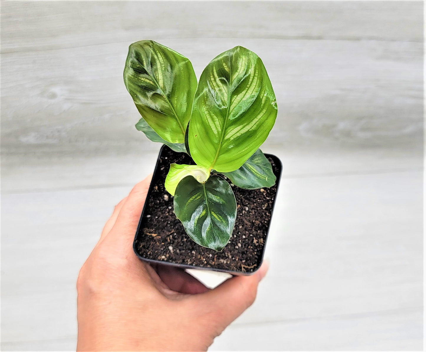 Calathea makoyana Live Rare Exotic Tropical Indoor House Plants Easy to Grow Housewarming Gift Decoration Gift for Home or Office By wishlistplant