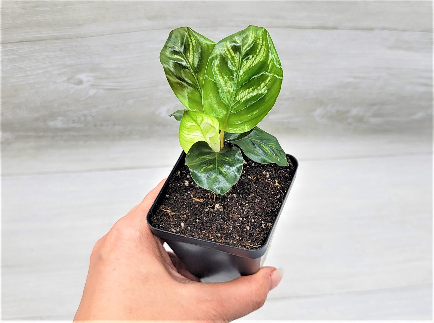 Calathea makoyana Live Rare Exotic Tropical Indoor House Plants Easy to Grow Housewarming Gift Decoration Gift for Home or Office By wishlistplant