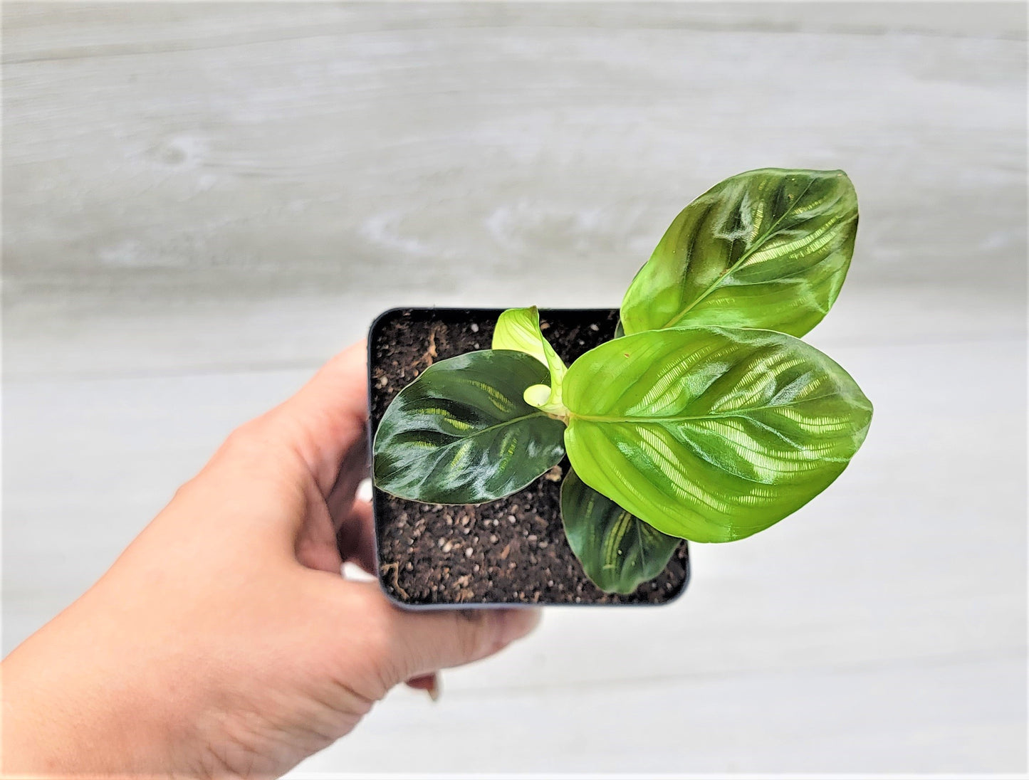Calathea makoyana Live Rare Exotic Tropical Indoor House Plants Easy to Grow Housewarming Gift Decoration Gift for Home or Office By wishlistplant