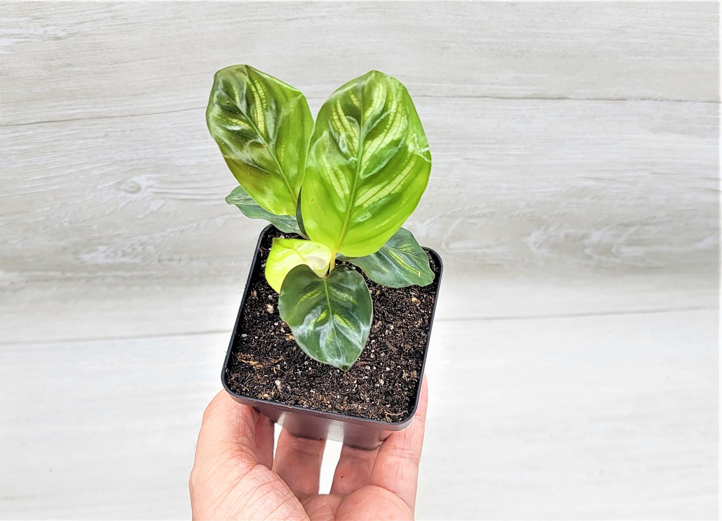 Calathea makoyana Live Rare Exotic Tropical Indoor House Plants Easy to Grow Housewarming Gift Decoration Gift for Home or Office By wishlistplant