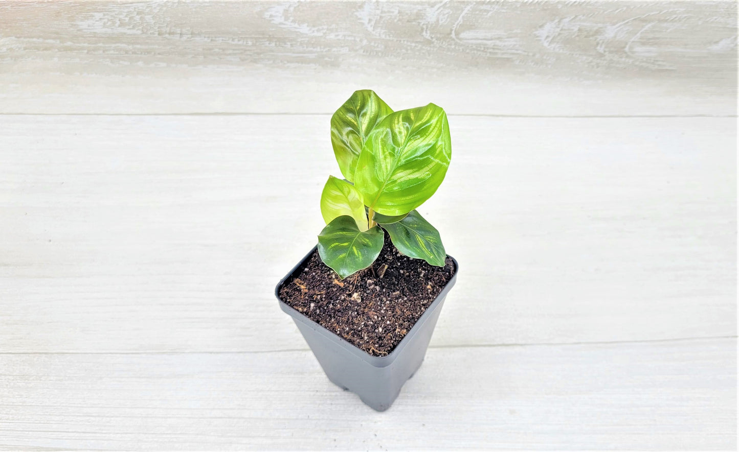 Calathea makoyana Live Rare Exotic Tropical Indoor House Plants Easy to Grow Housewarming Gift Decoration Gift for Home or Office By wishlistplant