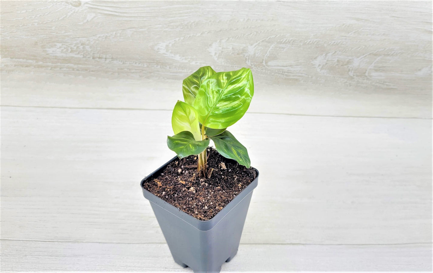 Calathea makoyana Live Rare Exotic Tropical Indoor House Plants Easy to Grow Housewarming Gift Decoration Gift for Home or Office By wishlistplant