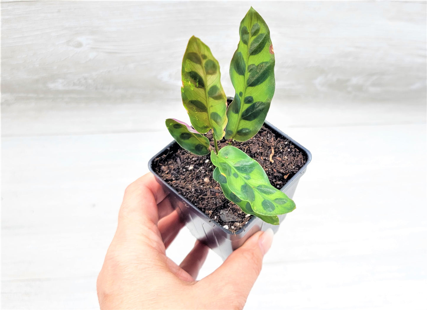 Calathea lancifolia ,Rattlesnake Plant, Prayer Plant,Calathea Live Rare Exotic Tropical Indoor House Plants Easy to Grow Housewarming Gift Decoration Gift for Home or Office By wishlistplant