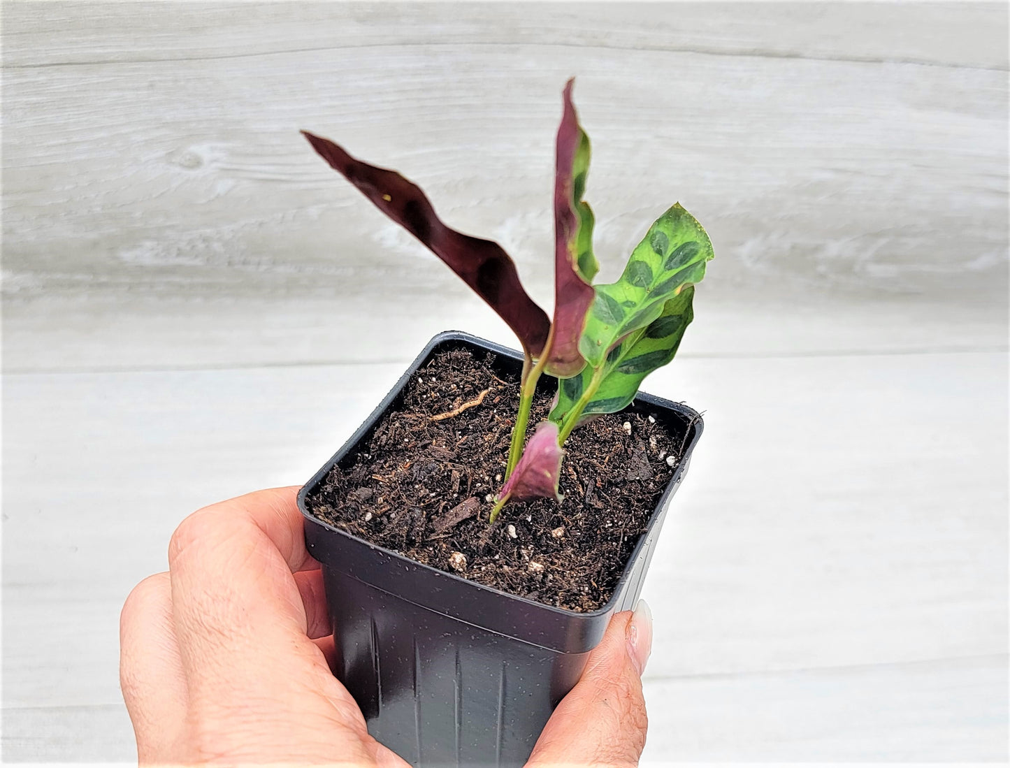 Calathea lancifolia ,Rattlesnake Plant, Prayer Plant,Calathea Live Rare Exotic Tropical Indoor House Plants Easy to Grow Housewarming Gift Decoration Gift for Home or Office By wishlistplant