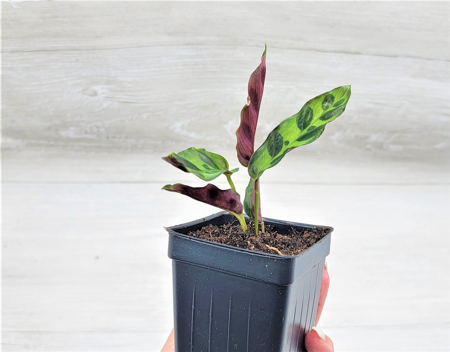 Calathea lancifolia ,Rattlesnake Plant, Prayer Plant,Calathea Live Rare Exotic Tropical Indoor House Plants Easy to Grow Housewarming Gift Decoration Gift for Home or Office By wishlistplant