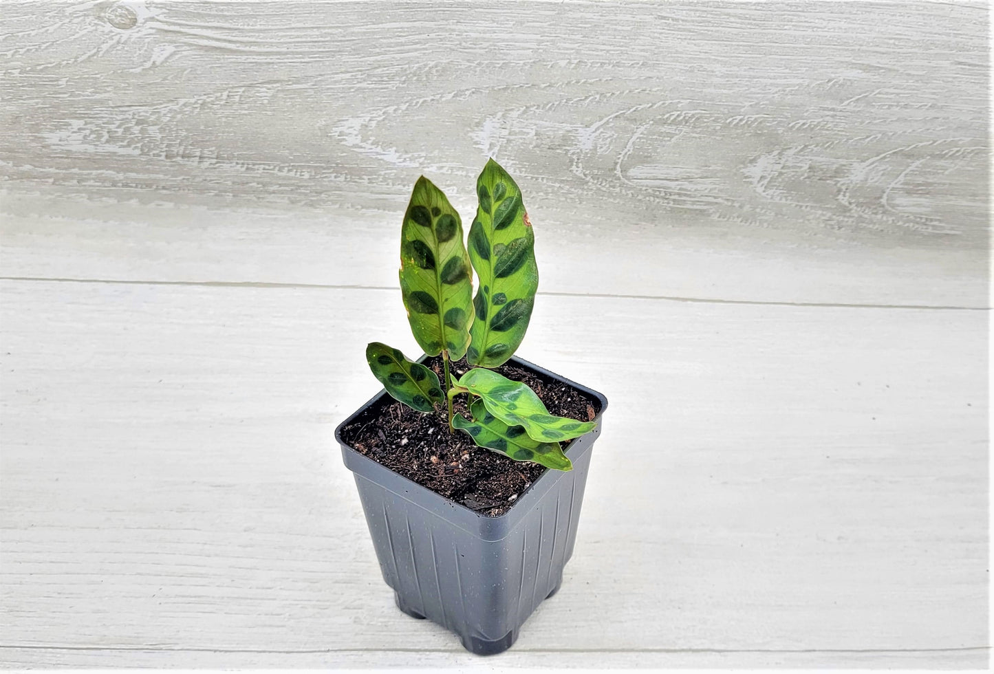 Calathea lancifolia ,Rattlesnake Plant, Prayer Plant,Calathea Live Rare Exotic Tropical Indoor House Plants Easy to Grow Housewarming Gift Decoration Gift for Home or Office By wishlistplant