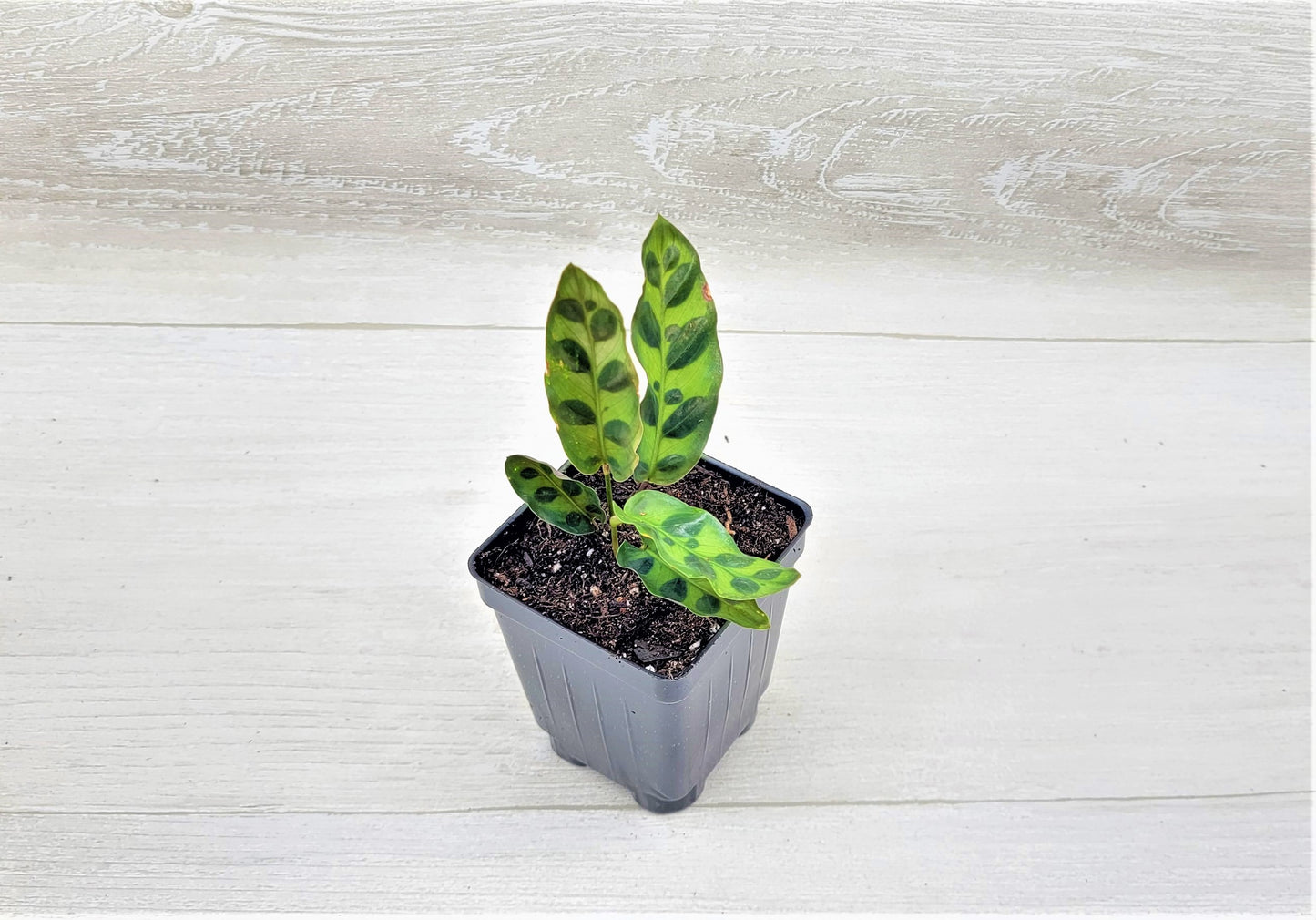 Calathea lancifolia ,Rattlesnake Plant, Prayer Plant,Calathea Live Rare Exotic Tropical Indoor House Plants Easy to Grow Housewarming Gift Decoration Gift for Home or Office By wishlistplant