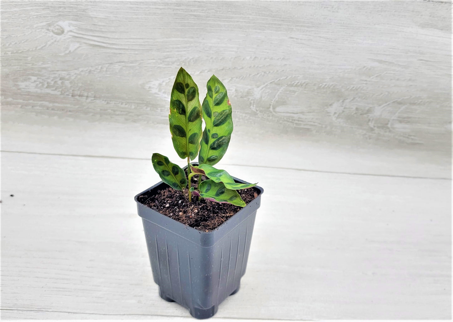 Calathea lancifolia ,Rattlesnake Plant, Prayer Plant,Calathea Live Rare Exotic Tropical Indoor House Plants Easy to Grow Housewarming Gift Decoration Gift for Home or Office By wishlistplant