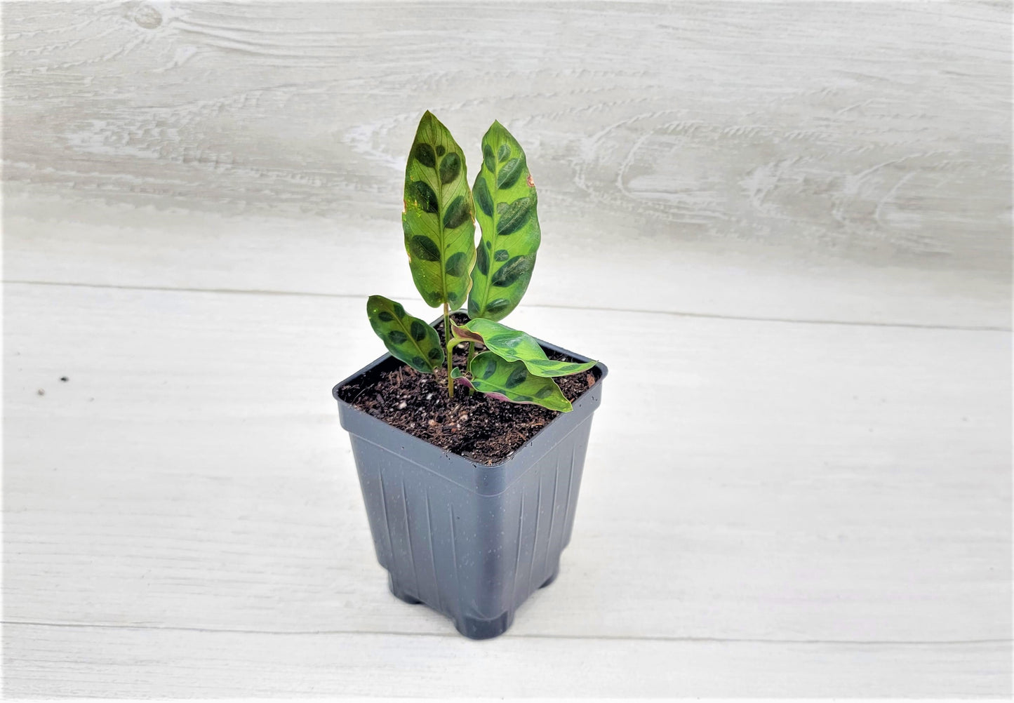 Calathea lancifolia ,Rattlesnake Plant, Prayer Plant,Calathea Live Rare Exotic Tropical Indoor House Plants Easy to Grow Housewarming Gift Decoration Gift for Home or Office By wishlistplant