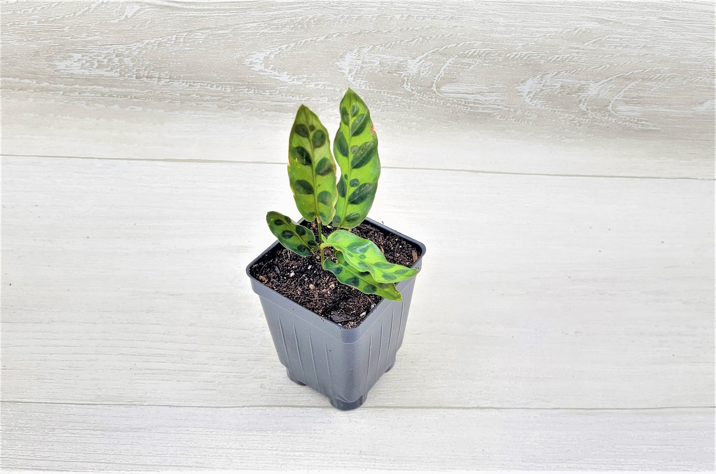Calathea lancifolia ,Rattlesnake Plant, Prayer Plant,Calathea Live Rare Exotic Tropical Indoor House Plants Easy to Grow Housewarming Gift Decoration Gift for Home or Office By wishlistplant