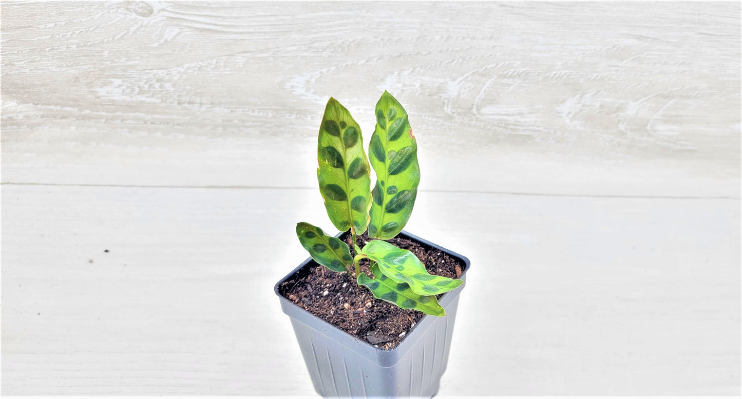 Calathea lancifolia ,Rattlesnake Plant, Prayer Plant,Calathea Live Rare Exotic Tropical Indoor House Plants Easy to Grow Housewarming Gift Decoration Gift for Home or Office By wishlistplant