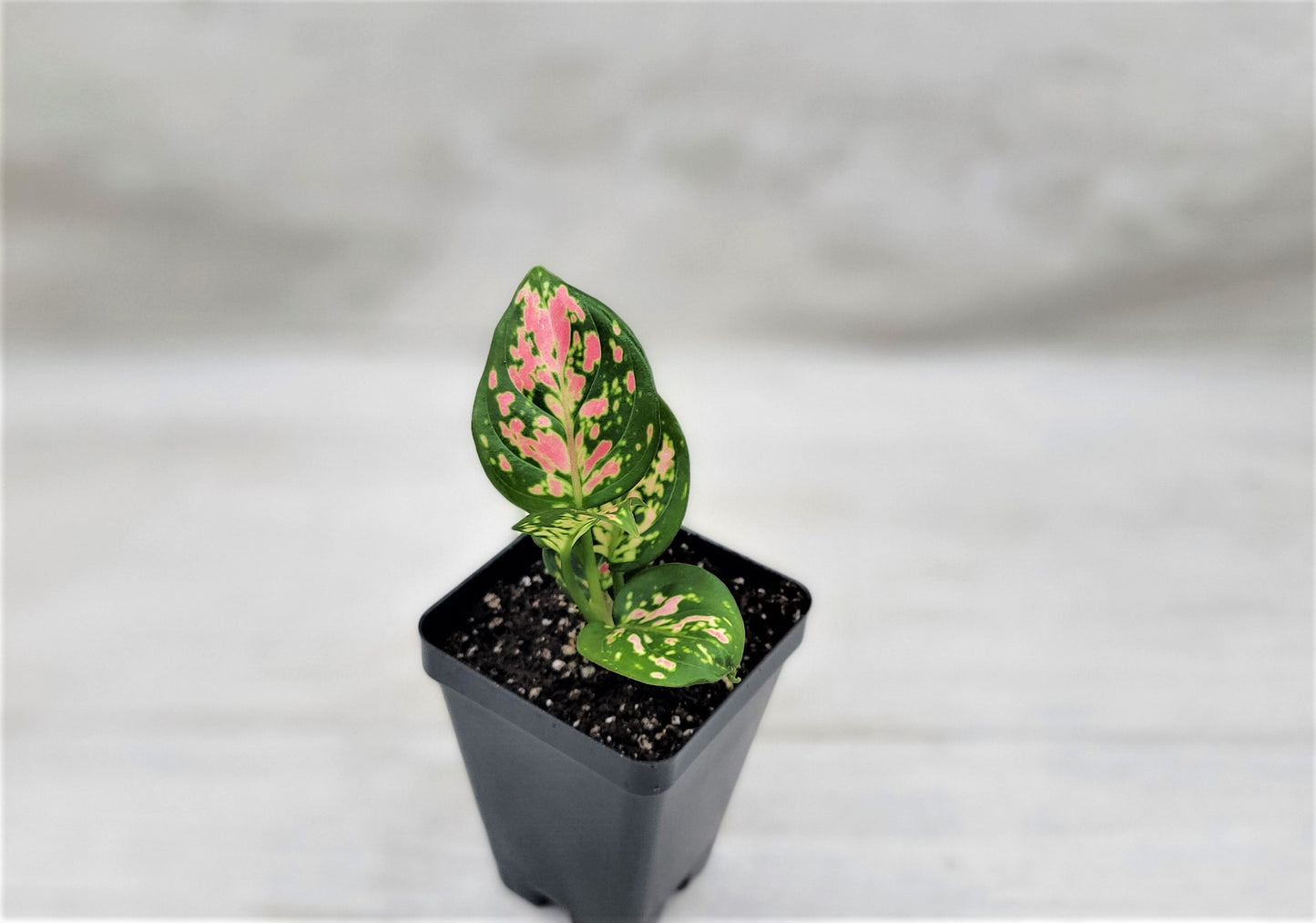 Aglaonema Wishes, Aglaonema Pink Lady Valentine , Chinese Evergreen, Aglaonema Lucky Red Live Rare Exotic Tropical Indoor House Plants Easy to Grow Housewarming Gift Decoration Gift for Home or Office By wishlistplant