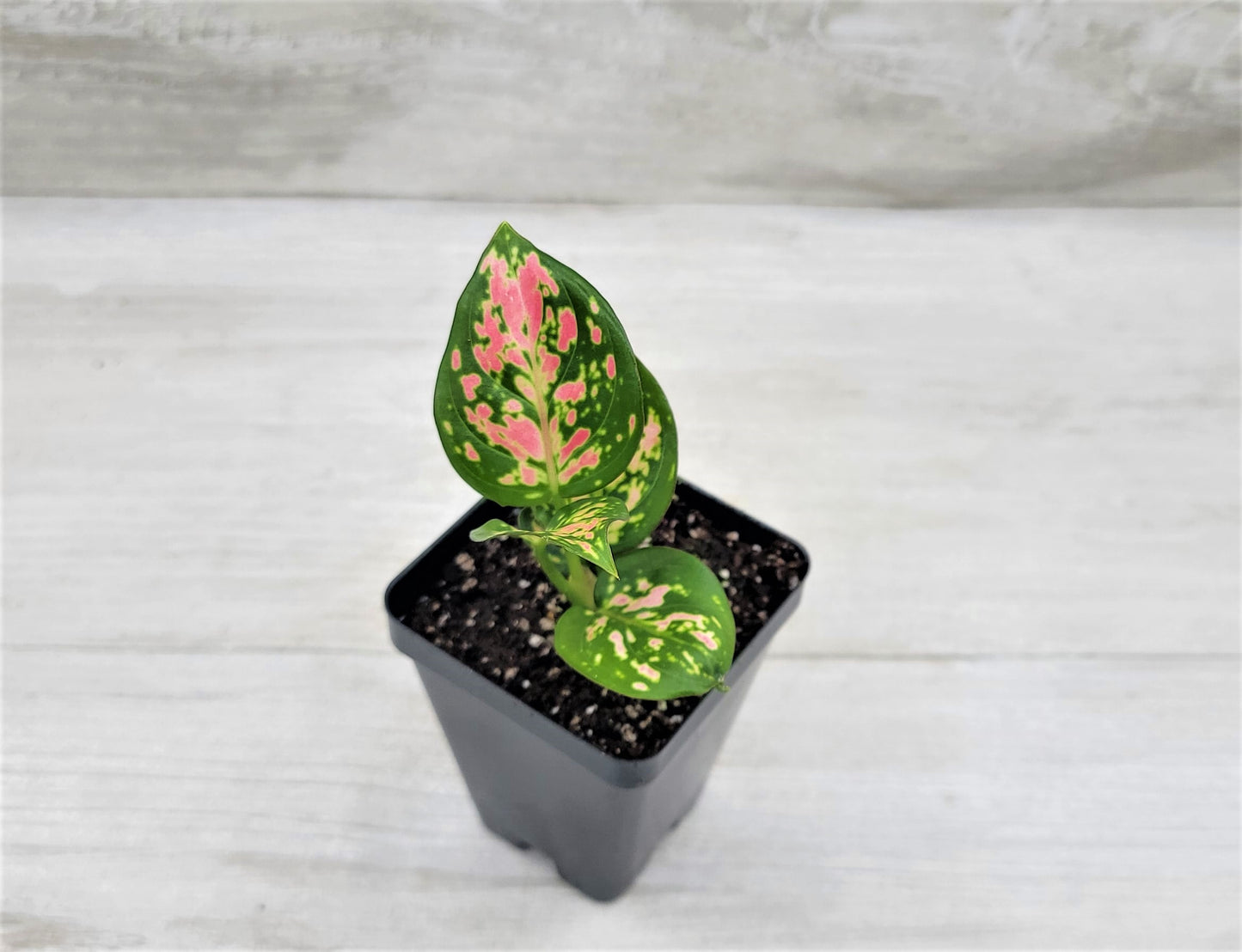 Aglaonema Wishes, Aglaonema Pink Lady Valentine , Chinese Evergreen, Aglaonema Lucky Red Live Rare Exotic Tropical Indoor House Plants Easy to Grow Housewarming Gift Decoration Gift for Home or Office By wishlistplant