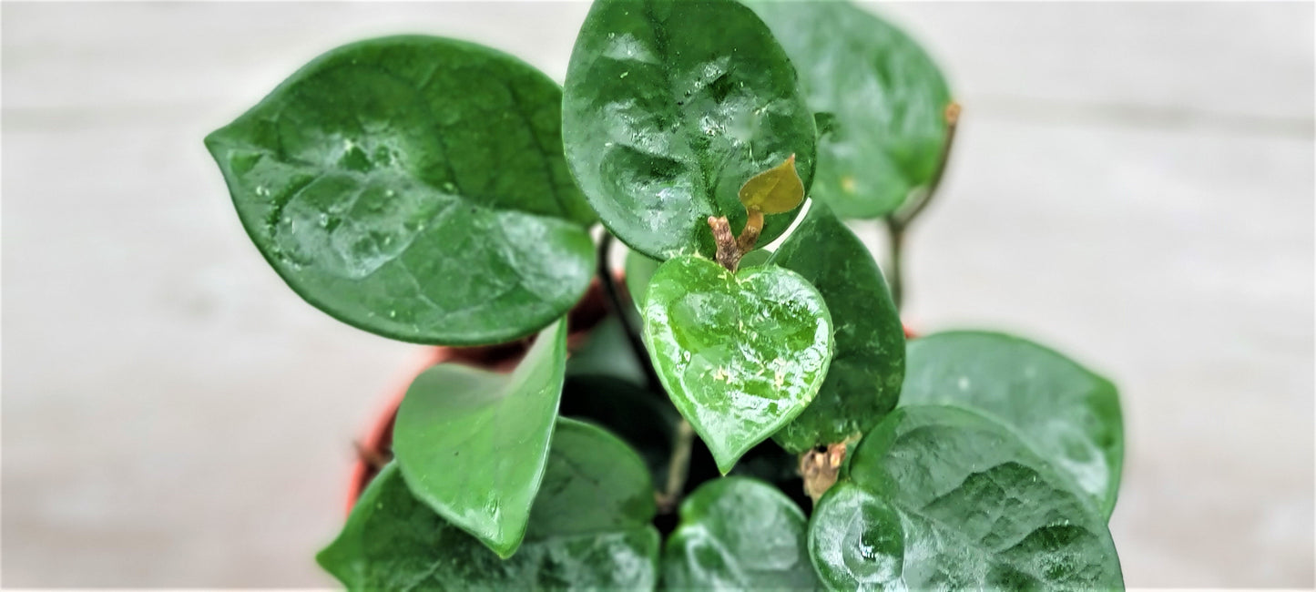 Hoya Chelsea live rare house plants in 4 inch nursery planted pot