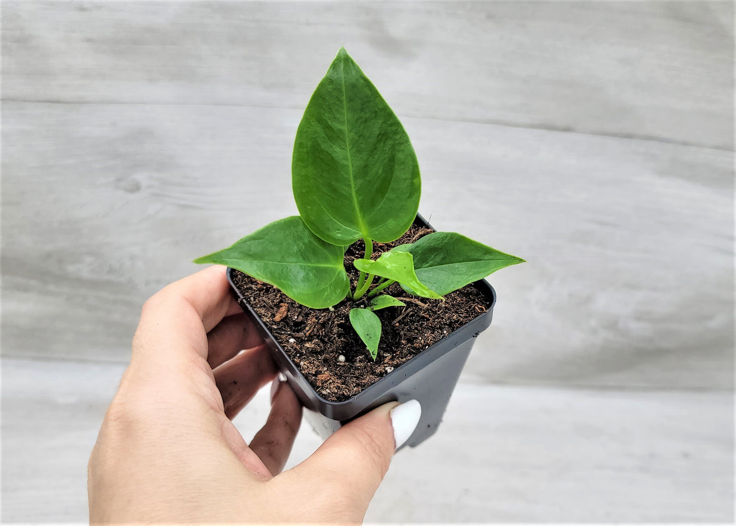 Anthurium veitchii King Live Rare Exotic Tropical Indoor House Plants Easy to Grow Housewarming Gift Decoration Gift for Home or Office By wishlistplant