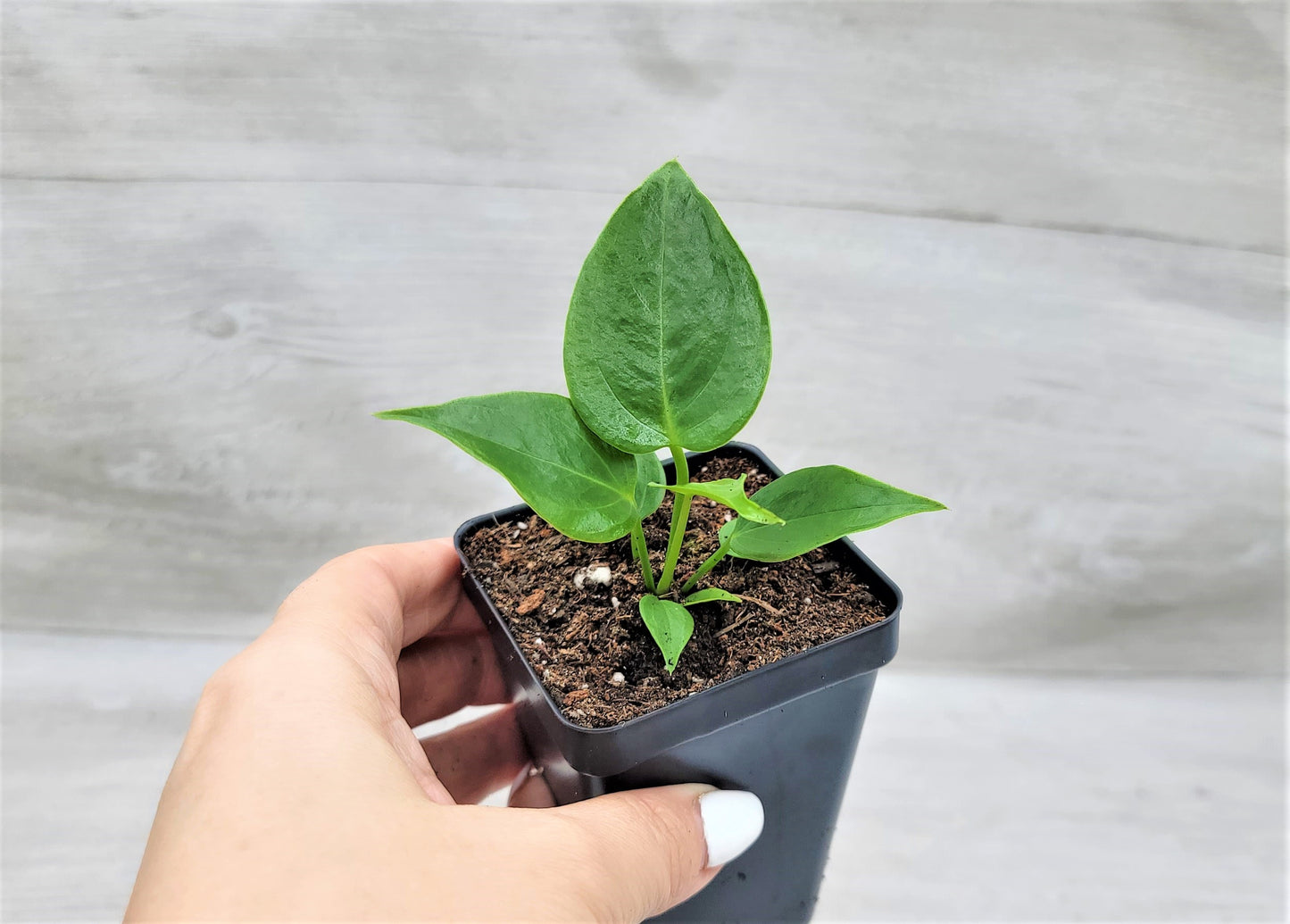 Anthurium veitchii King Live Rare Exotic Tropical Indoor House Plants Easy to Grow Housewarming Gift Decoration Gift for Home or Office By wishlistplant
