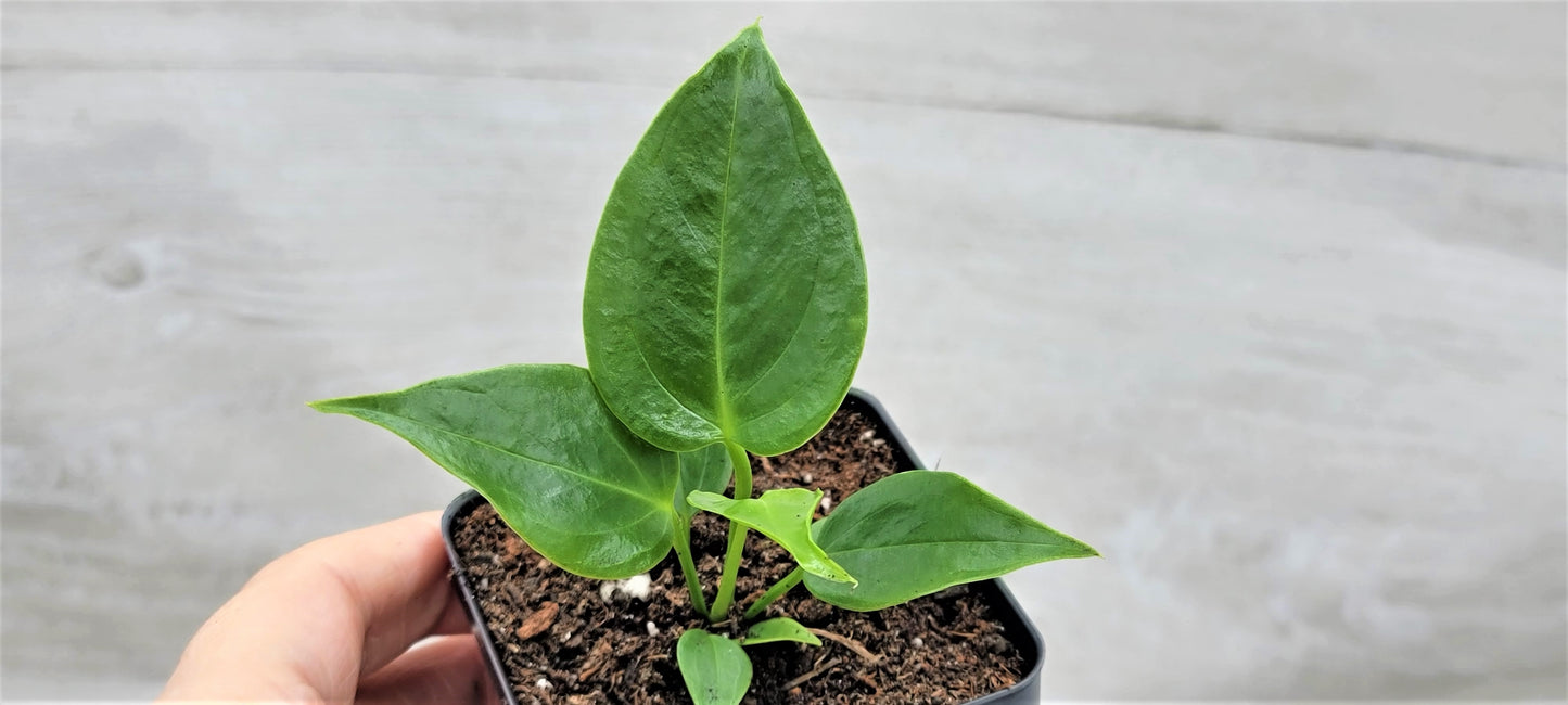 Anthurium veitchii King Live Rare Exotic Tropical Indoor House Plants Easy to Grow Housewarming Gift Decoration Gift for Home or Office By wishlistplant