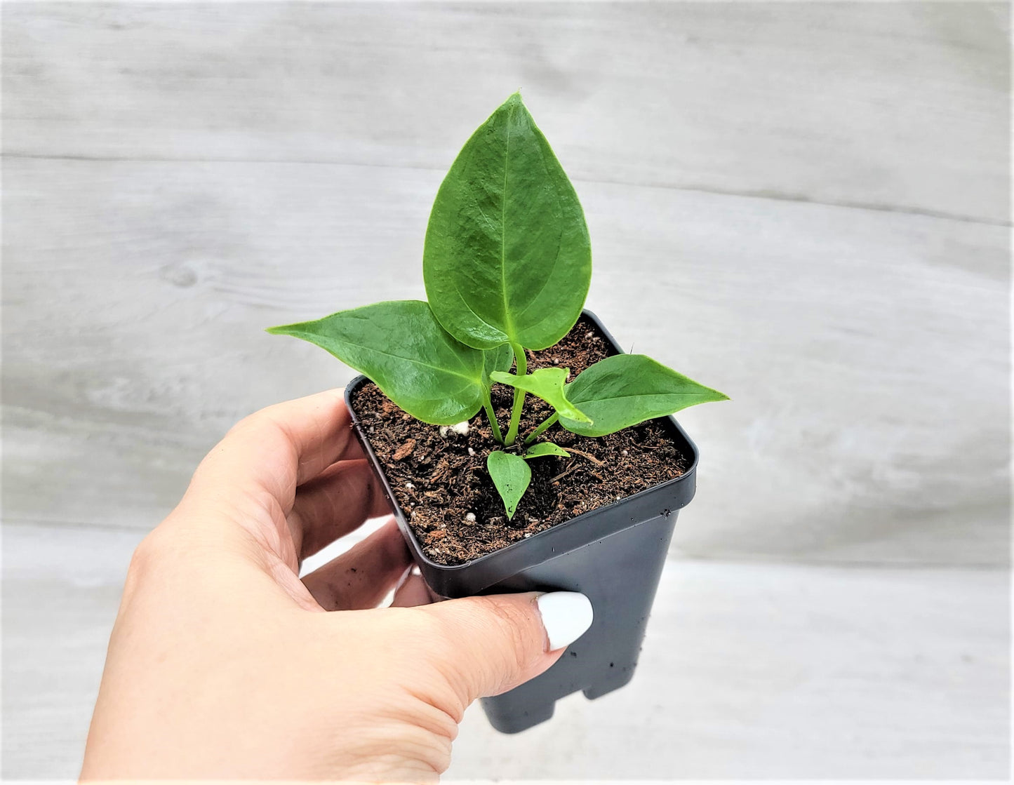 Anthurium veitchii King Live Rare Exotic Tropical Indoor House Plants Easy to Grow Housewarming Gift Decoration Gift for Home or Office By wishlistplant