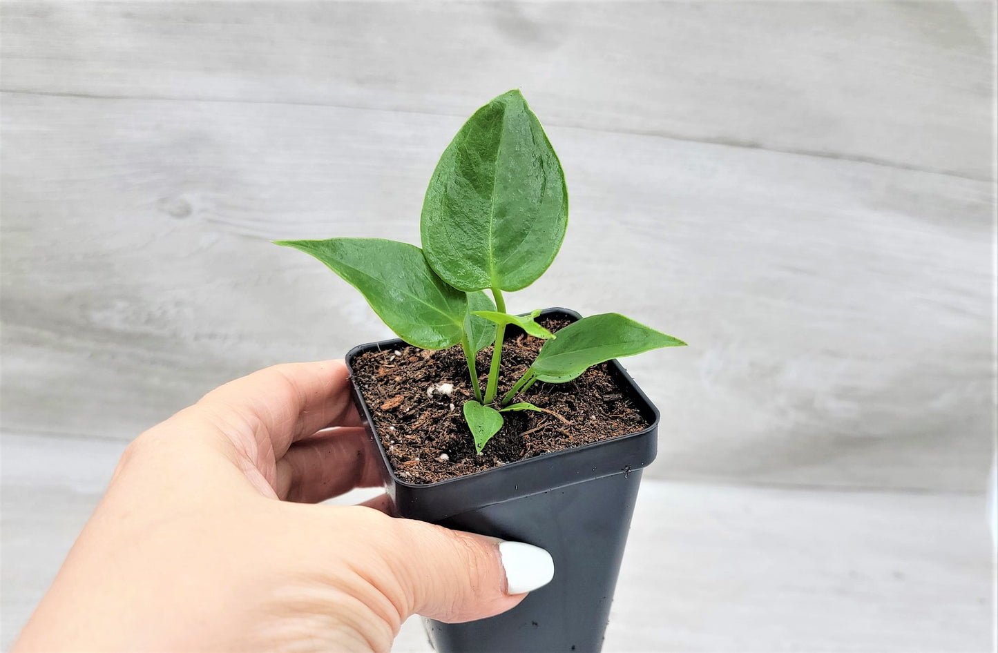 Anthurium veitchii King Live Rare Exotic Tropical Indoor House Plants Easy to Grow Housewarming Gift Decoration Gift for Home or Office By wishlistplant