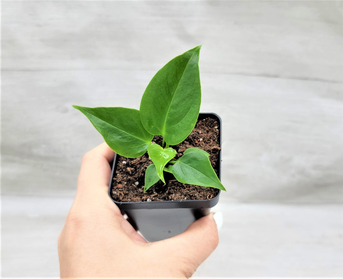 Anthurium veitchii King Live Rare Exotic Tropical Indoor House Plants Easy to Grow Housewarming Gift Decoration Gift for Home or Office By wishlistplant