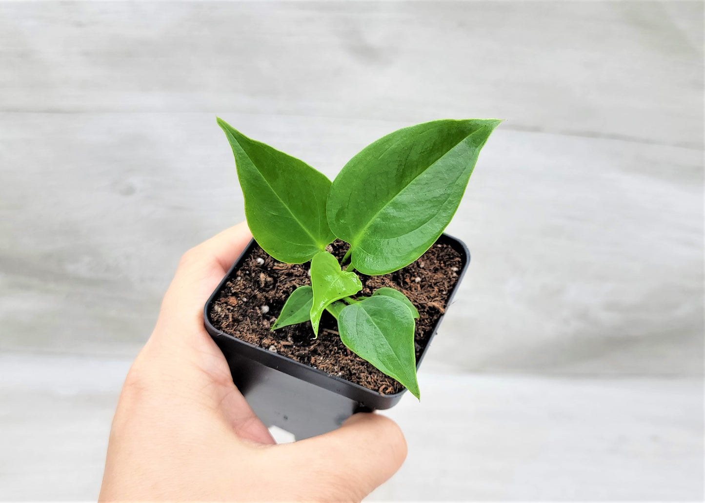 Anthurium veitchii King Live Rare Exotic Tropical Indoor House Plants Easy to Grow Housewarming Gift Decoration Gift for Home or Office By wishlistplant
