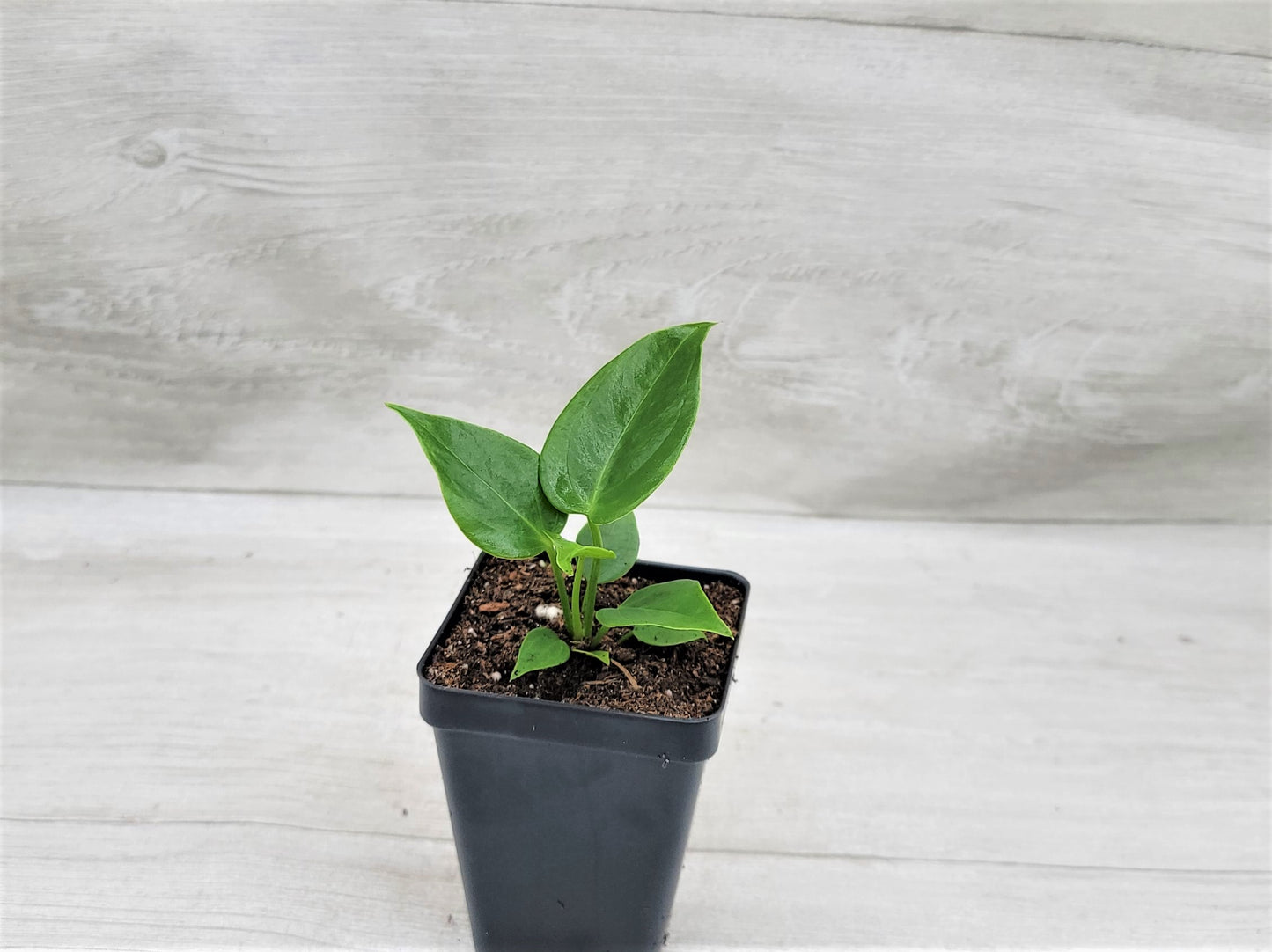 Anthurium veitchii King Live Rare Exotic Tropical Indoor House Plants Easy to Grow Housewarming Gift Decoration Gift for Home or Office By wishlistplant