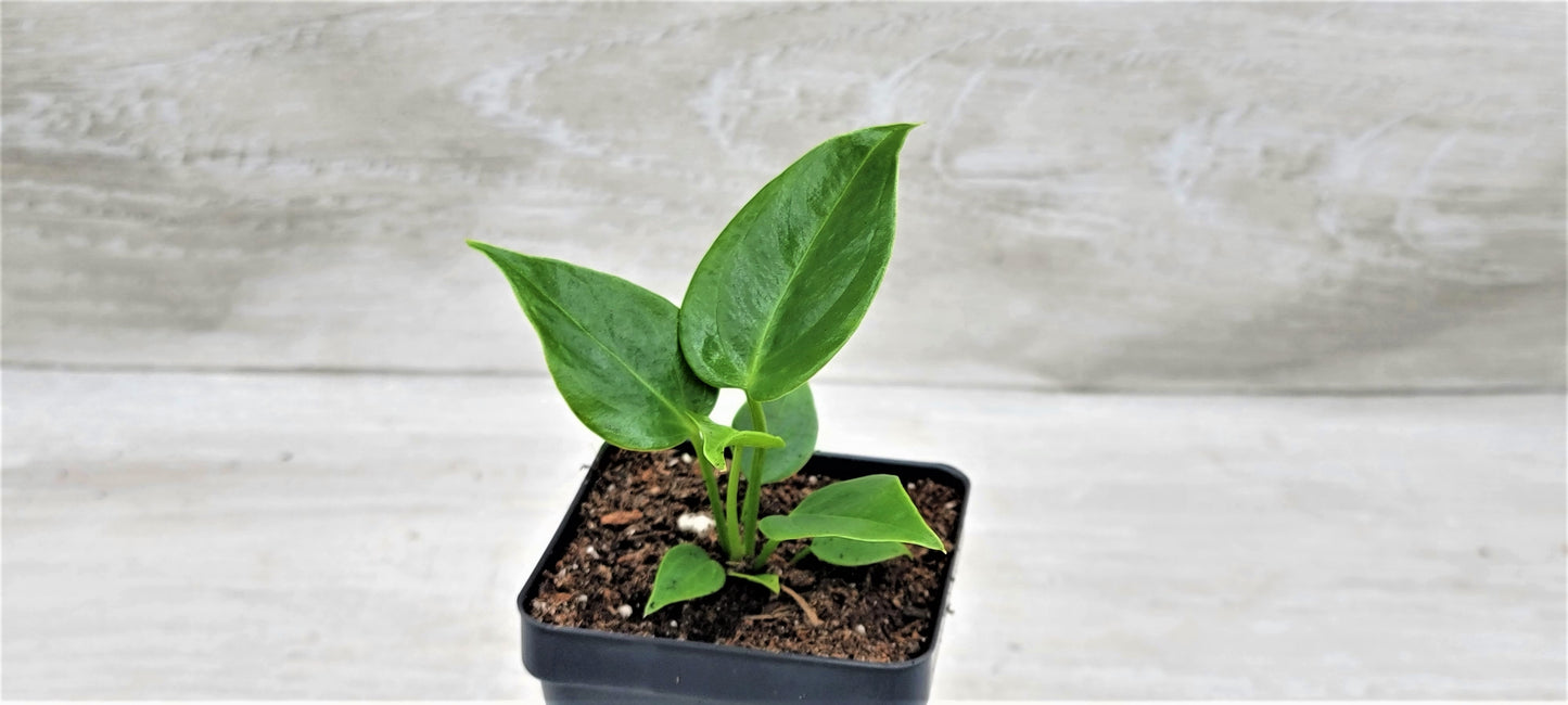 Anthurium veitchii King Live Rare Exotic Tropical Indoor House Plants Easy to Grow Housewarming Gift Decoration Gift for Home or Office By wishlistplant