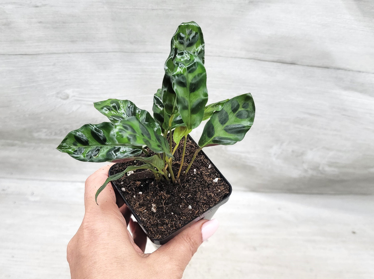 Calathea lancifolia ,Rattlesnake Plant, Prayer Plant,Calathea Live Rare Exotic Tropical Indoor House Plants Easy to Grow Housewarming Gift Decoration Gift for Home or Office By wishlistplant