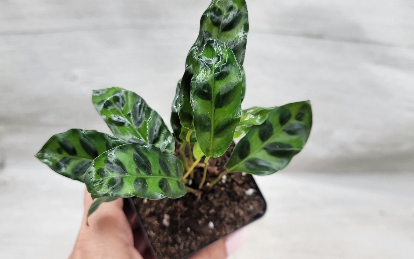 Calathea lancifolia ,Rattlesnake Plant, Prayer Plant,Calathea Live Rare Exotic Tropical Indoor House Plants Easy to Grow Housewarming Gift Decoration Gift for Home or Office By wishlistplant