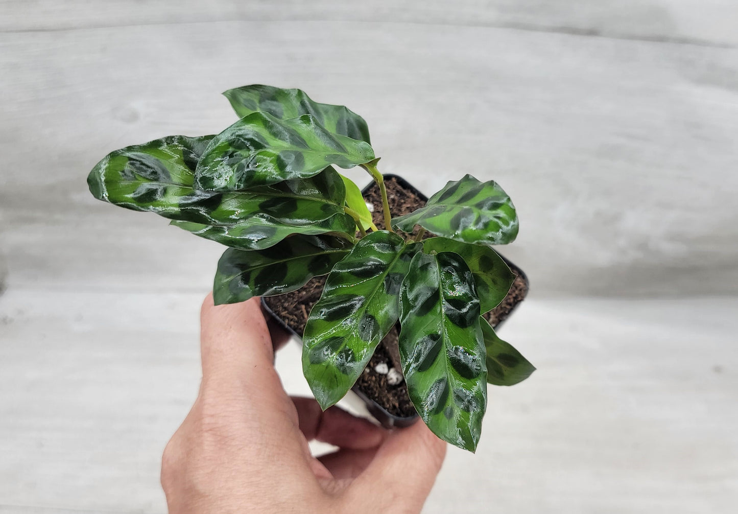 Calathea lancifolia ,Rattlesnake Plant, Prayer Plant,Calathea Live Rare Exotic Tropical Indoor House Plants Easy to Grow Housewarming Gift Decoration Gift for Home or Office By wishlistplant