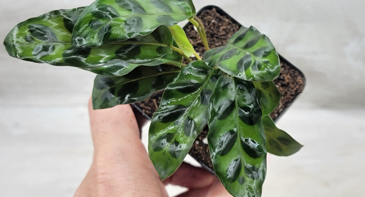Calathea lancifolia ,Rattlesnake Plant, Prayer Plant,Calathea Live Rare Exotic Tropical Indoor House Plants Easy to Grow Housewarming Gift Decoration Gift for Home or Office By wishlistplant