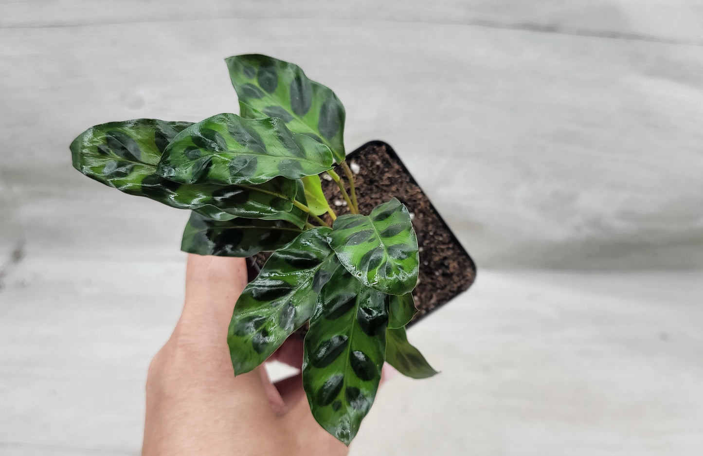 Calathea lancifolia ,Rattlesnake Plant, Prayer Plant,Calathea Live Rare Exotic Tropical Indoor House Plants Easy to Grow Housewarming Gift Decoration Gift for Home or Office By wishlistplant