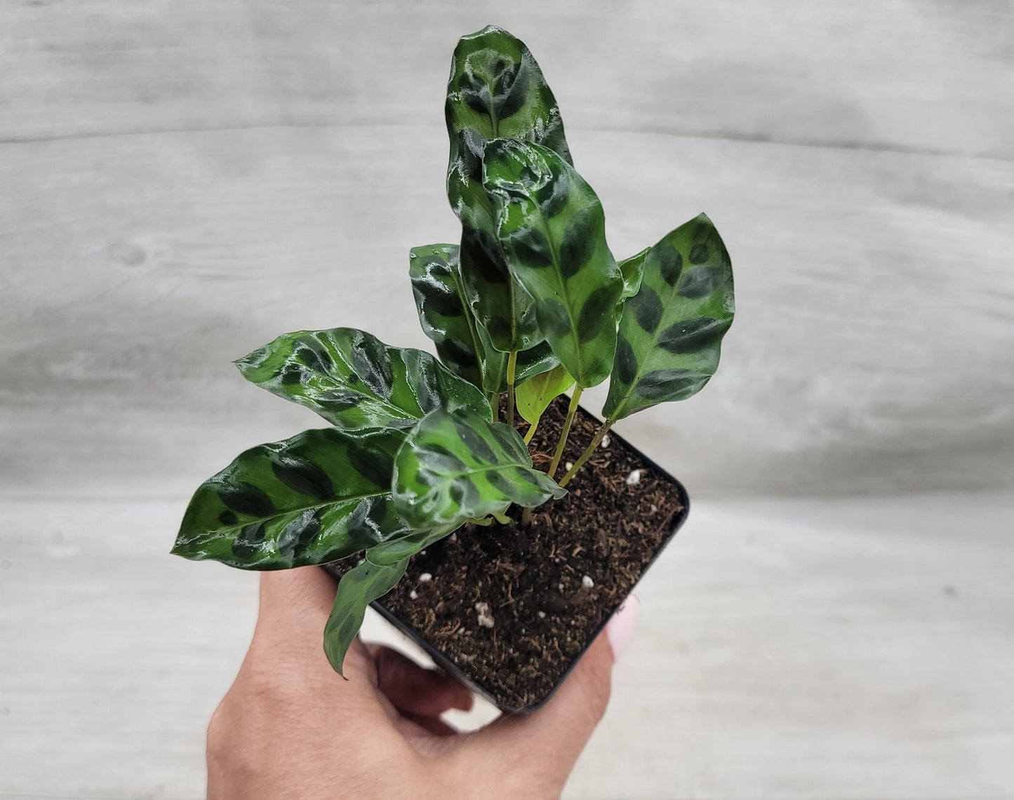 Calathea lancifolia ,Rattlesnake Plant, Prayer Plant,Calathea Live Rare Exotic Tropical Indoor House Plants Easy to Grow Housewarming Gift Decoration Gift for Home or Office By wishlistplant