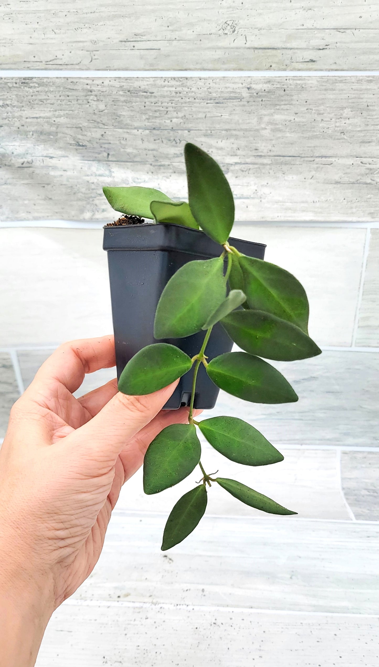 Hoya Burtoniae (Wayetii x Tsangii) Hoya sp. aff. , Hoya Tsangii Live Rare Houseplants All Plants are Fully Rooted Plants