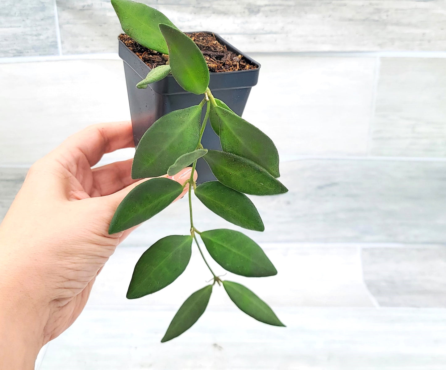 Hoya Burtoniae (Wayetii x Tsangii) Hoya sp. aff. , Hoya Tsangii Live Rare Houseplants All Plants are Fully Rooted Plants